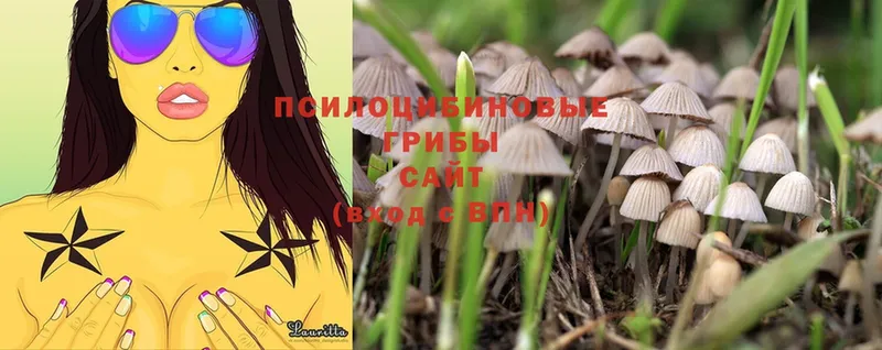 Галлюциногенные грибы Psilocybe  МЕГА ТОР  Можга  цена наркотик 